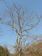 Lannea coromandelica