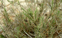 Aeluropus lagopoides