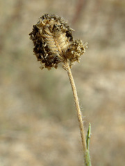 Aeluropus lagopoides