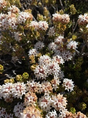 Archeria serpyllifolia