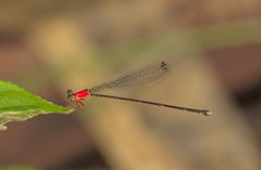 Amphicnemis gracilis