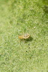 Graphopsocus cruciatus