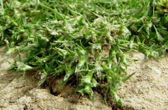 Sporobolus aculeatus