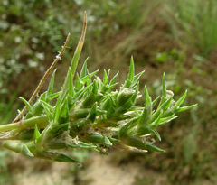 Sporobolus aculeatus