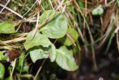 Pyrola minor