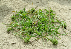 Cyperus michelianus