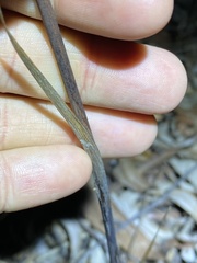 Haemodorum austroqueenslandicum