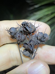 Haemodorum austroqueenslandicum