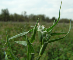 Sporobolus aculeatus