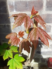 Acer pseudoplatanus