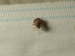 Tropidosteptes quercicola