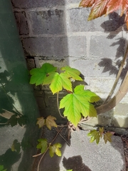 Acer pseudoplatanus