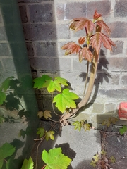 Acer pseudoplatanus
