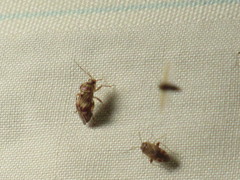 Tropidosteptes quercicola