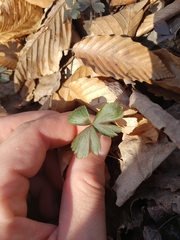 Anemonoides quinquefolia