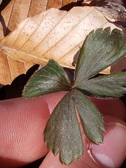 Anemonoides quinquefolia