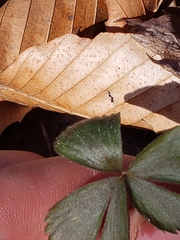 Anemonoides quinquefolia