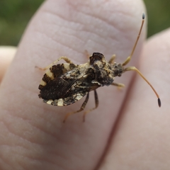 Centrocoris variegatus