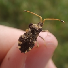 Centrocoris variegatus