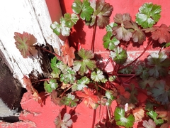 Geranium lucidum