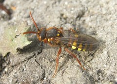 Nomada lathburiana