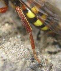 Nomada lathburiana