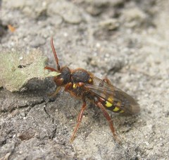Nomada lathburiana