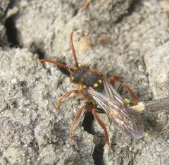 Nomada lathburiana