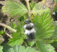 Andrena cineraria