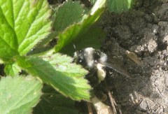 Andrena cineraria