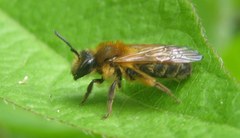 Andrena