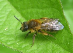 Andrena
