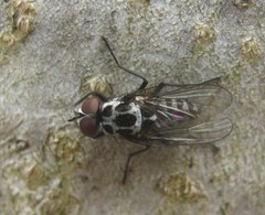 Anthomyia pluvialis