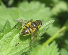 Myathropa florea