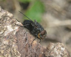 Calliphora vomitoria