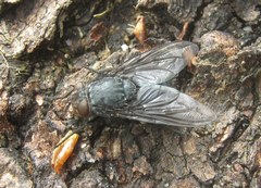 Calliphora vicina