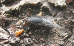 Calliphora vicina