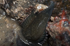 Acanthoclinus fuscus