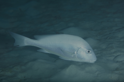 Cots Preditors Grey Sweetlips (COTS Predators) · iNaturalist