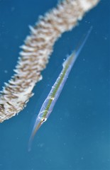 Centriscus scutatus