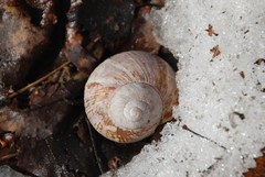 Helix pomatia