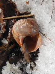 Helix pomatia