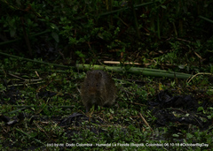 Cavia aperea anolaimae