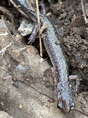 Plethodon dixi