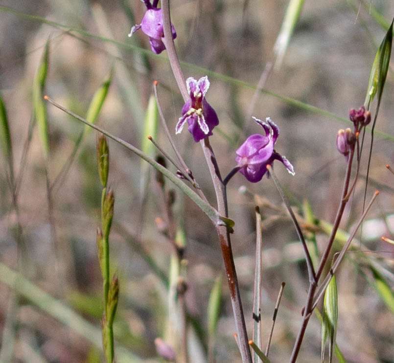 most beautiful jewelflower from Mount Diablo State Park, Contra Costa