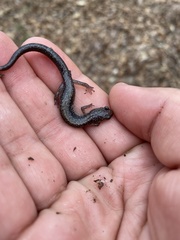 Plethodon dixi