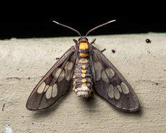 Eressa confinis