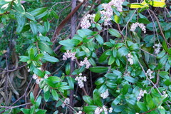 Gaultheria appressa