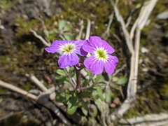 Aubrieta deltoidea
