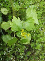 Sinosenecio oldhamianus